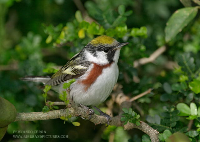 Photo (8): Chestnut-sided Warbler