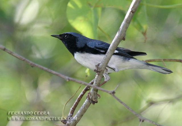 Photo (5): Black-throated Blue Warbler