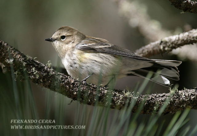 Photo (25): Yellow-rumped Warbler