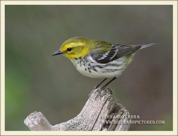 Photo (6): Black-throated Green Warbler