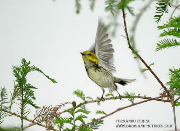 Photo (13): Black-throated Green Warbler