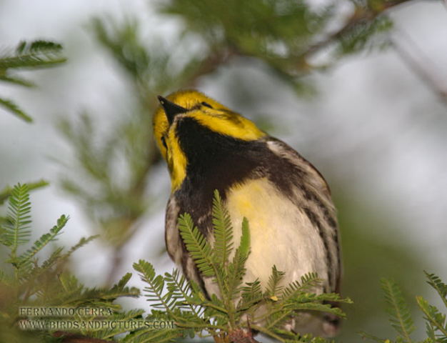Photo (14): Black-throated Green Warbler