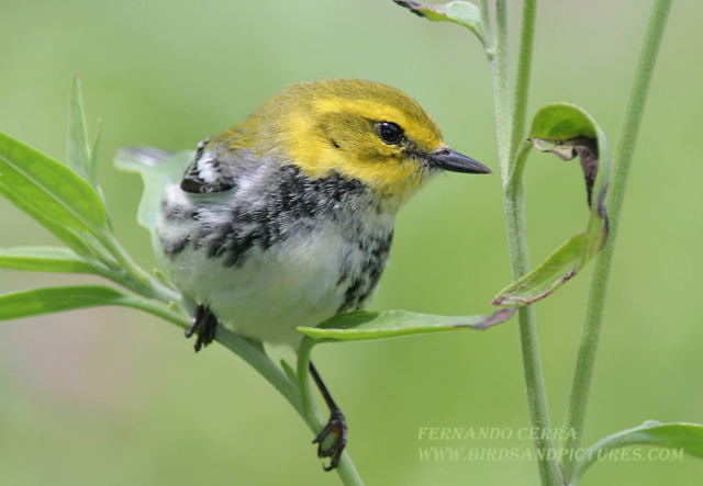 Photo (7): Black-throated Green Warbler