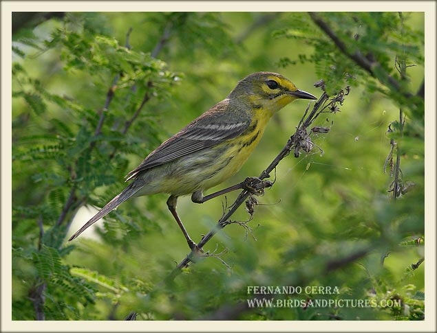 Photo (6): Prairie Warbler