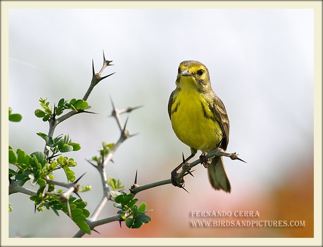 Photo (8): Prairie Warbler