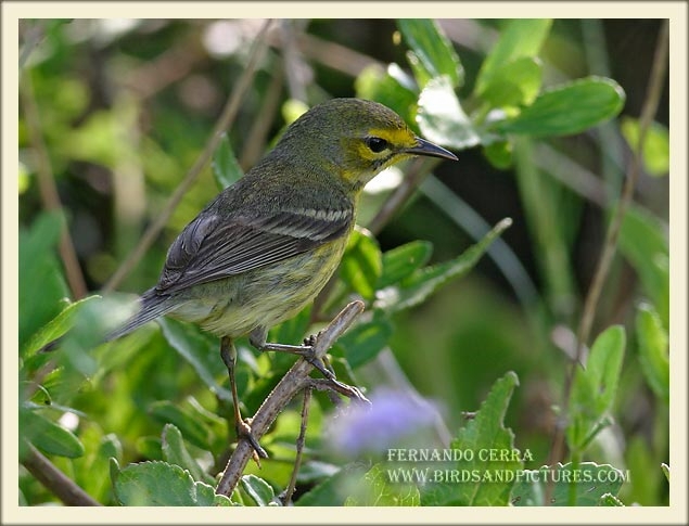 Photo (9): Prairie Warbler