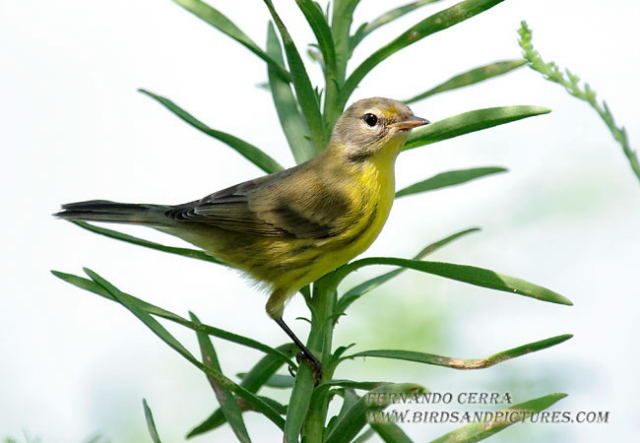 Photo (7): Prairie Warbler