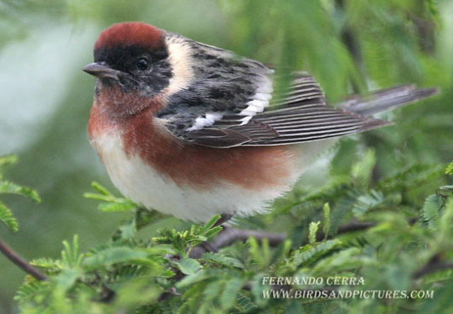 Photo (1): Bay-breasted Warbler