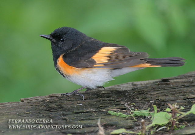 Photo (5): American Redstart