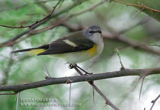 Photo (6): American Redstart
