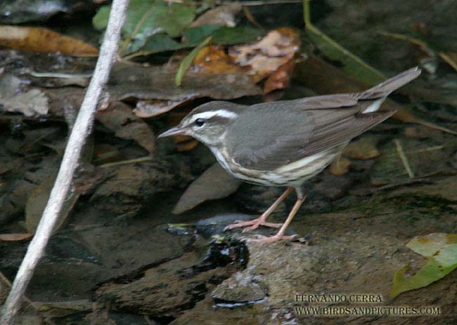 Photo (10): Louisiana Waterthrush