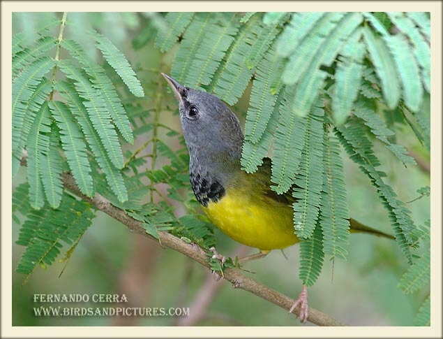 Photo (1): Mourning Warbler