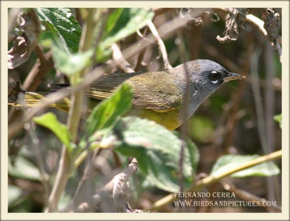 Photo (12): MacGillivray's Warbler