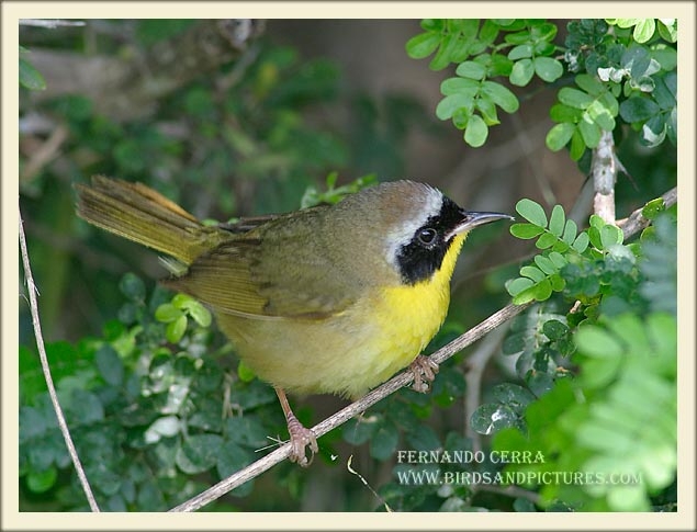 Photo (8): Common Yellowthroat