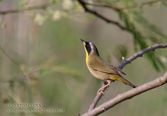Photo (10): Common Yellowthroat