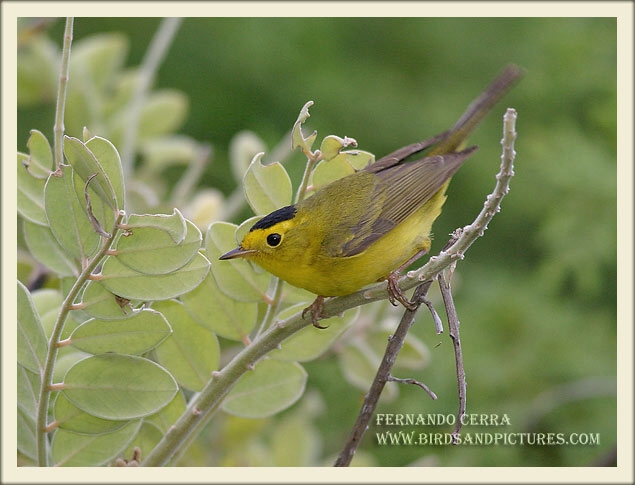 Photo (10): Wilson's Warbler