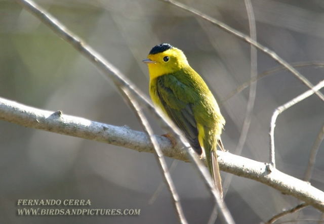 Photo (13): Wilson's Warbler