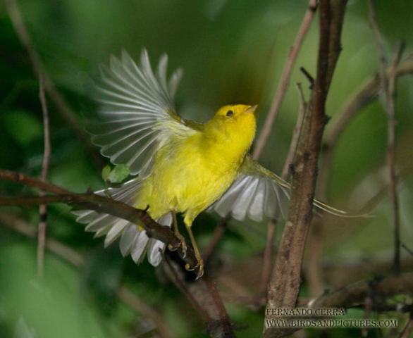 Photo (15): Wilson's Warbler