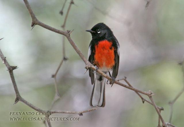 Photo (3): Painted Redstart