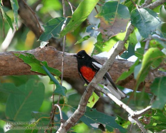 Photo (8): Painted Redstart