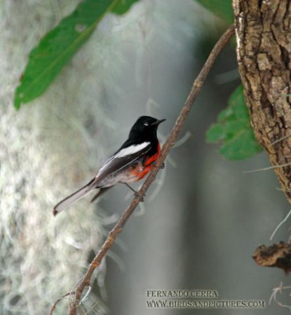 Photo (12): Painted Redstart