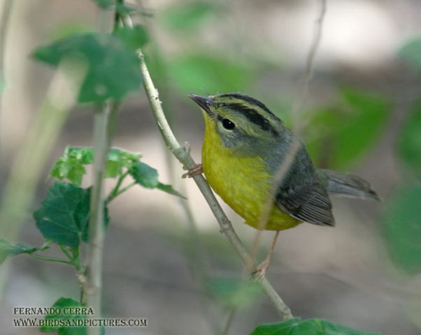 Photo (1): Golden-crowned Warbler