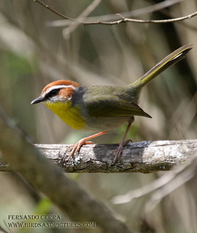 Photo (1): Rufous-capped Warbler