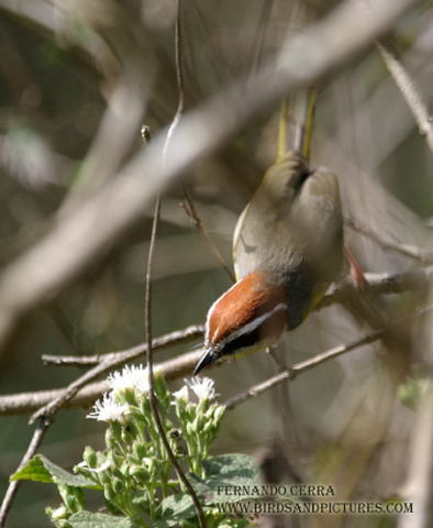 Photo (7): Rufous-capped Warbler