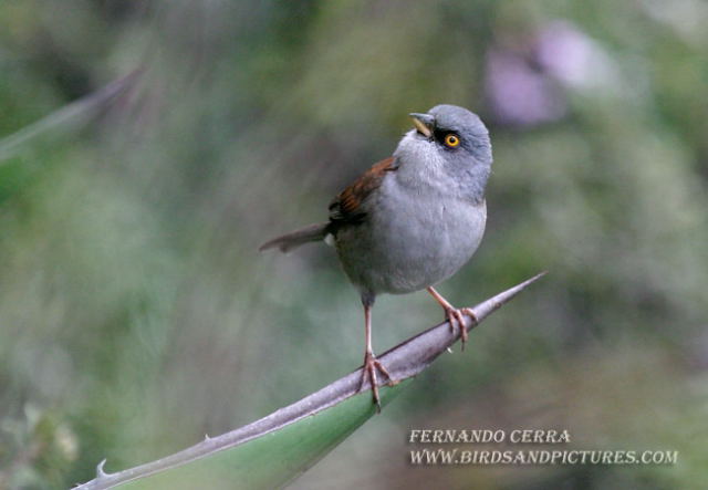 Photo (2): Yellow-eyed Junco