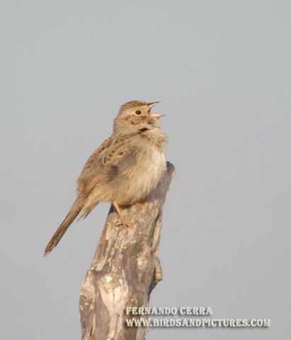 Photo (1): Cassin's Sparrow