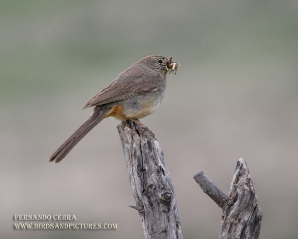 Photo (10): Canyon Towhee