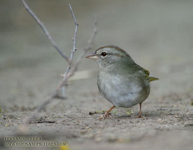 Photo (3): Olive Sparrow