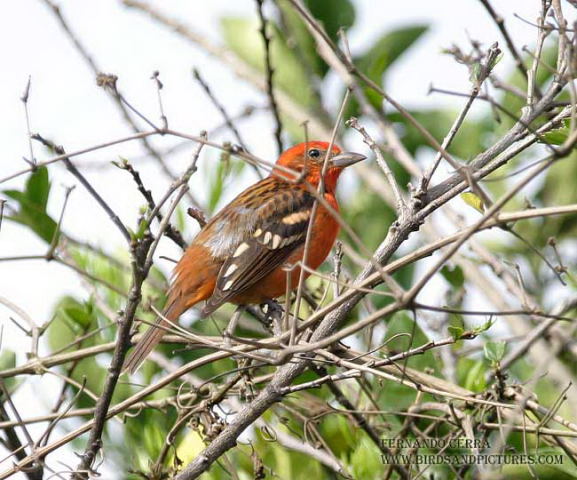 Photo (5): Flame-colored Tanager