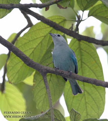 Photo (14): Blue-gray Tanager