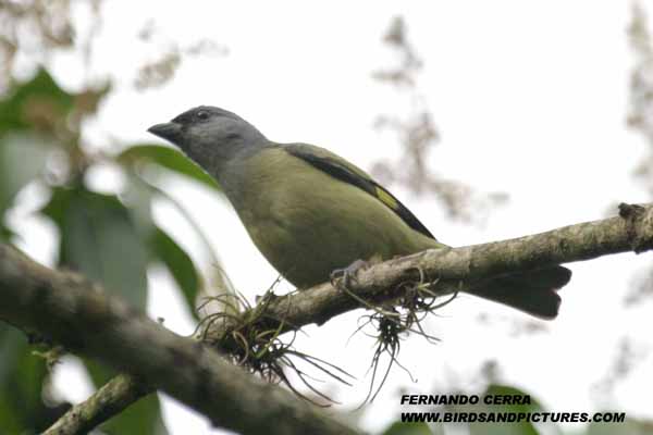 Photo (2): Yellow-winged Tanager