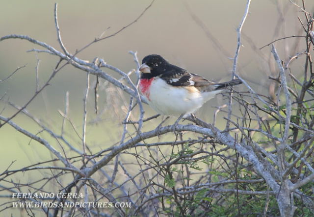 Photo (16): Rose-breasted Grosbeak