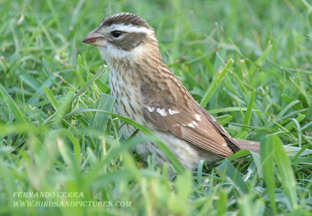 Photo (6): Rose-breasted Grosbeak