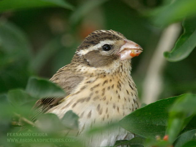 Photo (4): Rose-breasted Grosbeak