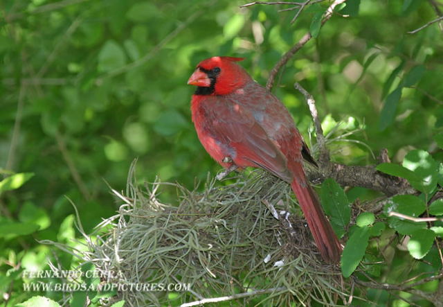 Photo (9): Northern Cardinal