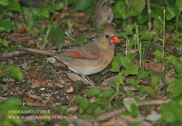 Photo (19): Northern Cardinal