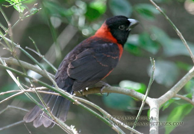 Photo (1): Crimson-collared Grosbeak