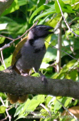 Photo (9): Black-headed Saltator
