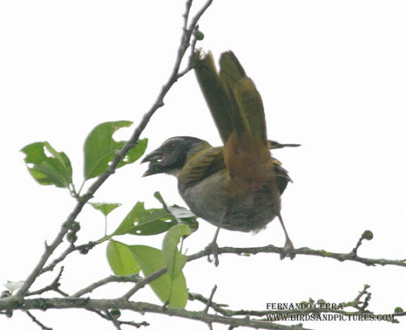 Photo (7): Black-headed Saltator