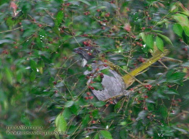 Photo (10): Black-headed Saltator