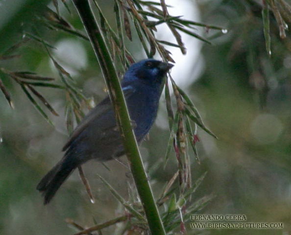 Photo (8): Blue Bunting