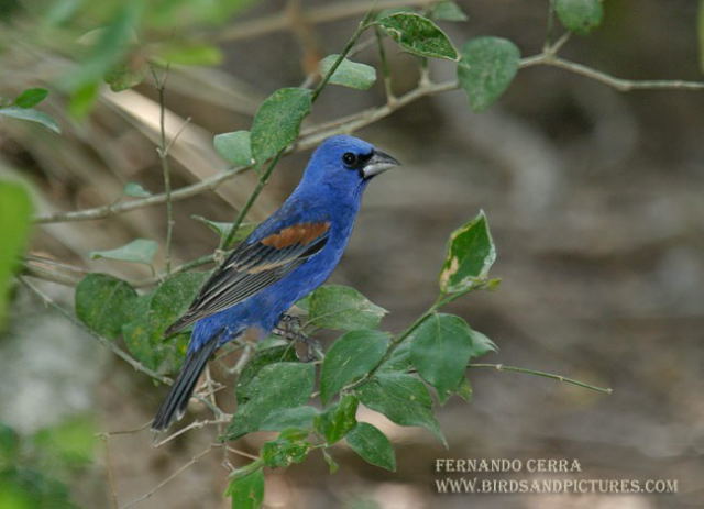 Photo (11): Blue Grosbeak