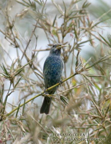 Photo (20): Indigo Bunting