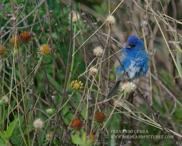 Photo (17): Indigo Bunting