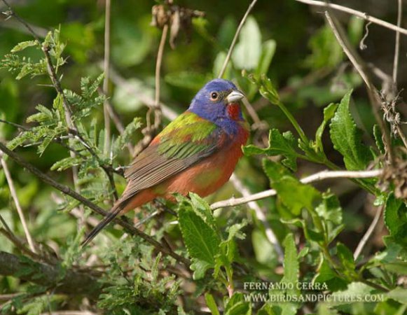 Photo (7): Painted Bunting