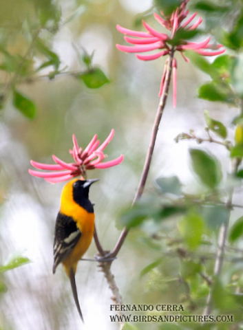 Photo (15): Hooded Oriole